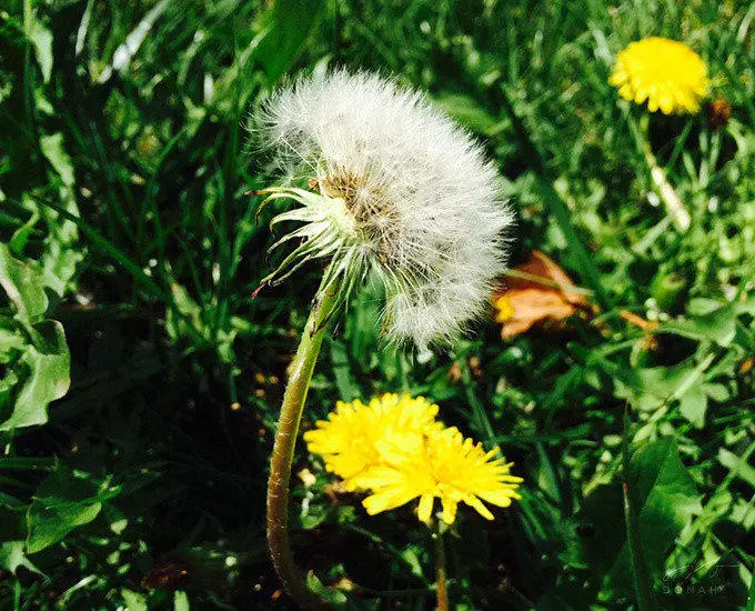 spring fever - dandelion